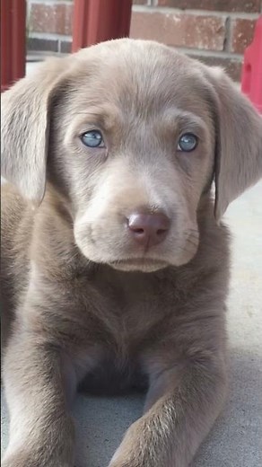 Blue-Eyed Wonder! This Silver Lab Puppy is Melting Hearts (and Possibly Ice Cream)!