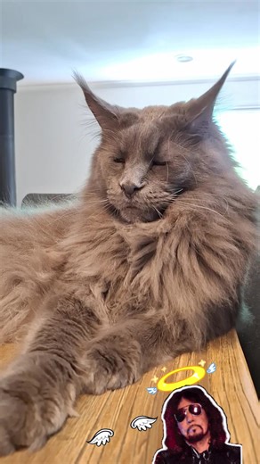 In memory of Ace Frehley — the Spaceman who took rock ’n’ roll to the stars. Your riffs lit up the stage, your solos electrified generations, and your legacy will echo forever. 🎸✨ Rest easy, legend. 💫 #AceFrehley #KissForever #RockLegend #Kiss #RIP #SpacemanLivesOn #RIPAceFrehley #music #inmemory | Ragnar the Maine Coon