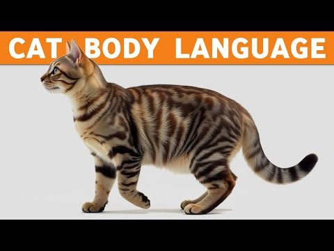 Cat Body Language: Is Your CAT Really Happy or in Pain? CAT Behavior 😺