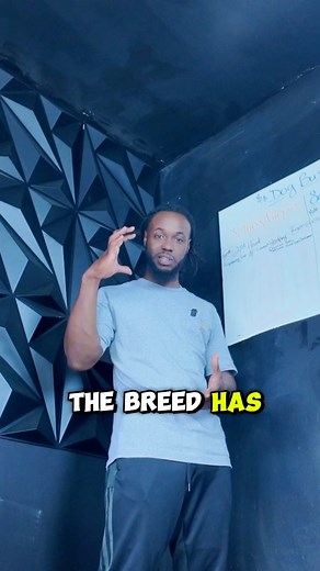 There has to be a standard in the dog ‘game’  —— Three responsibilities Dog Breeders carry is to the BREED, DOG, & NEW DOG OWNER. #DogBreeding #PuppyCare #StudDog #DogMatingProcess #WhelpingTips #PuppyHealth | Kelvin Deveaux | Facebook