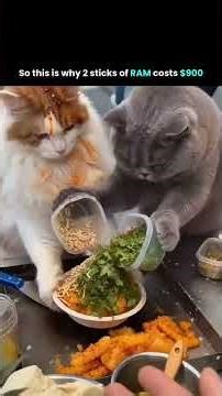 Random cat_93