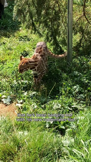 F1 Bengal Fargo is officially all moved in!! 😻🐾 #f1bengal #bengal #asianleopardcat #bengals #bengalcat | Wildcat Sanctuary