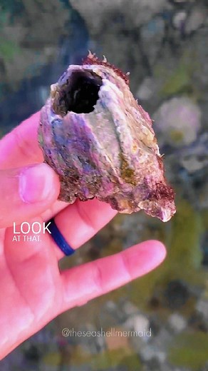 Save & Read below! ✨️⬇️ . I absolutely LOVE finding empty, detached barnacles, especially these acorn barnacles with their bright, purple color 💜 . While this is one of the biggest I've found, I did NOT keep it. I will always promote ethical shelling, so let me explain why... . Living on this barnacle another, smaller barnacle that was alive, along with other living squishy things 🥰 (I do not know their names) . Did you know that barnacles are related to crabs? If you look closely at the video