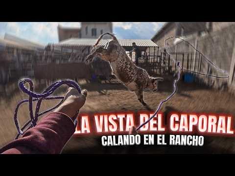 ESTA VISTA TIENEN LOS CAPORALES ! CALANDO BECERROS // COMPA ANGEL