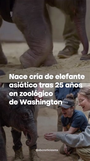 ABC Noticias MX on Instagram: "🔴⏭️El Zoológico Nacional del Smithsonian, en Washington D.C., celebró el nacimiento de una cría de elefante asiático, el primero registrado en la institución en casi 25 años. El zoológico informó que tanto la madre como la cría se encuentran en buen estado de salud y destacó que el nacimiento representa un avance importante en los esfuerzos de conservación de esta especie en peligro de extinción. 📹: Smithsonian"
