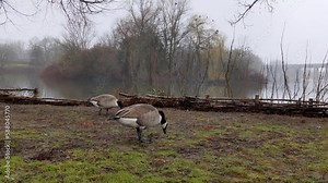 The Canada goose eating on the park lake. The Canada goose (Branta canadensis), sometimes called Canadian goose. Large wild goose with a black head and neck, white cheeks, white under its chin