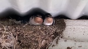 Our Beautiful Swallow family that nest in the carport have another 4 babies almost ready to go ❤️ Here is a close up of the kids waiting for dinner and then I had to move further away so Mum and Dad could feed them. Wait until the end when the babies use the toilet! 😂😂😂 | FreeHearts Animal Sanctuary
