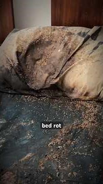 First Walkthrough: Unattended Death and Extreme Hoarding Cleanup