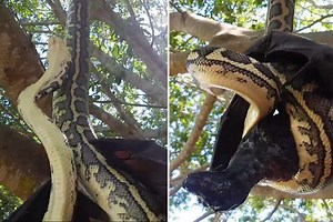Incredible moment giant python tries to eat a bat whole after frantic life or death challenge while clinging to a tree