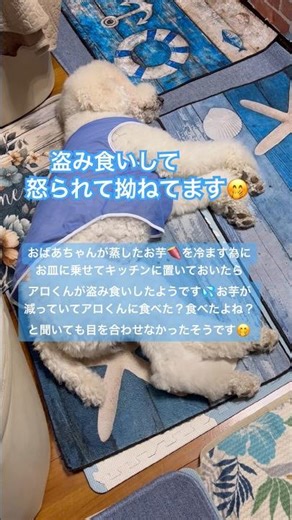 Aro, a 3-year-old standard poodle 🐩, stole a sweet potato 🍠 and had his fourth poop of the day 🤭 ...