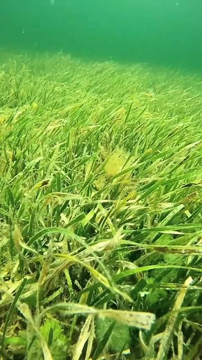 Scallop Swimming in Crystal River, Florida