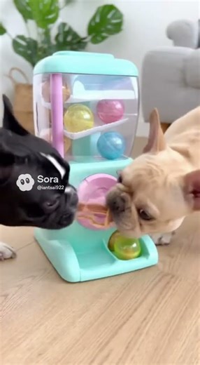 Adorable Puppy , gacha #adorably #funny