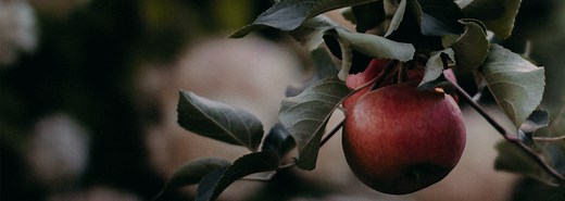 Literary Techniques: Symbolism