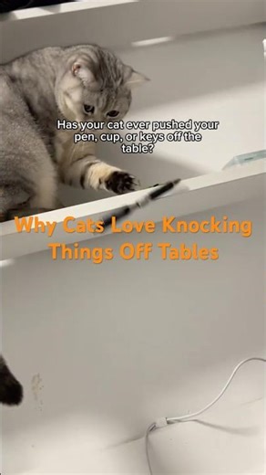 Ever wondered why your cat keeps pushing things off the table? #CatBehavior #CatScience