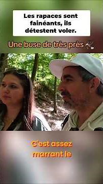 Alsace 🇫🇷 Encounter with a buzzard and a walk in the forest #alsace #travelvlog