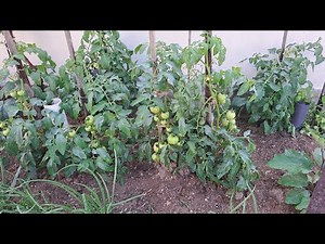 Κλάδεμα ντομάτας, πότισμα με λίγο νερό και σκάλισμα.