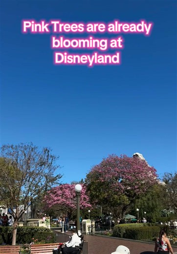 Early Blooming Pink Trees at Disneyland