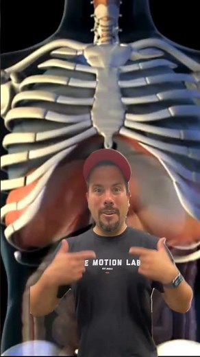 Muscles of Respiration