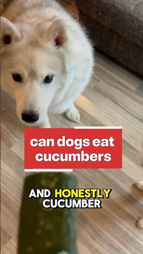 Can dogs eat cucumbers 🙃 #dogs #dogfacts #dogtips #doghealth