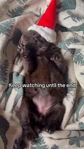 All is calm, all is bright ❤️ #labradorretriever #puppy #englishlab #labrador #dogsofinstagram #englishlabrador #englishlabpuppies #viral #fyp #explore #reels #christmas #silentnight #talesofalab #talesofalabpuppy | Cactus Rose Labradors