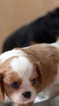 Why Cavalier Smacking Sounds Feel Cute. Misophonia #cavalierkingcharlesspaniel #puppy