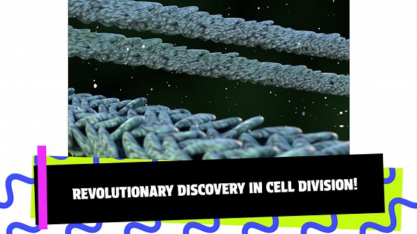 Microtubules: An Integral Component of the Animal Cell Cortex in C. elegans Oocytes?