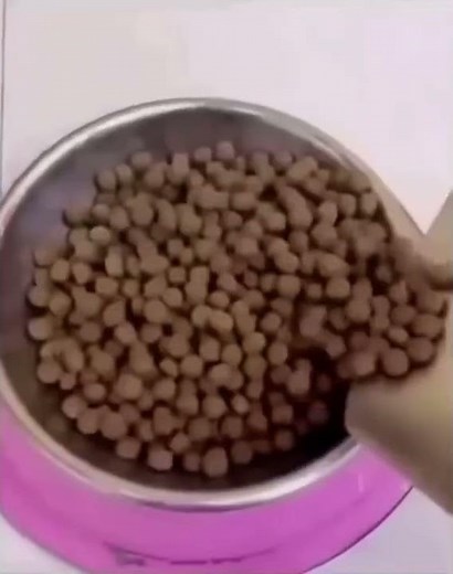 funny dog eats food very fast (funny) pt2