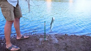 Easy Tricks to catch Fish