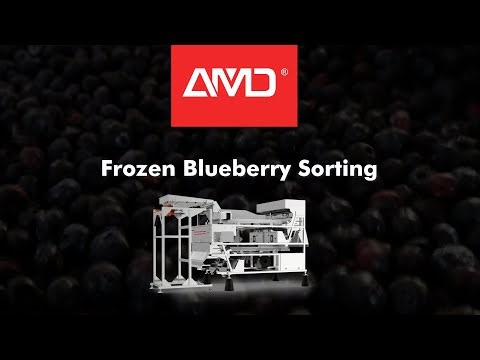 Frozen #Blueberry Sorting | AMD® LY Sorting Machine