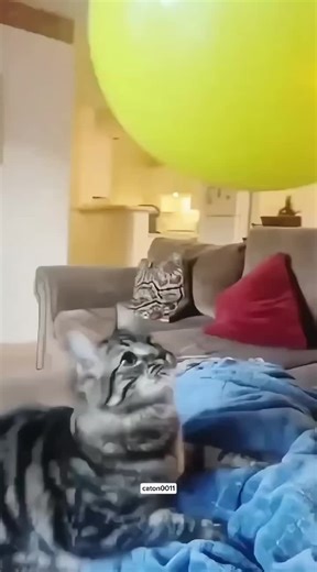 caton 10 😺#forupage #viralvideos #catlovers #cutecat #catsofttiktok