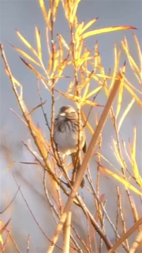 Song Sparrow calls quietly #sparrows #sparrow #bird #birdsoftiktok #creatorsearchinsights