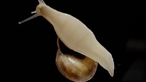 Snail Crawls On Glass Viewed Below Stock Footage Video (100% Royalty-free) 3405108947 | Shutterstock