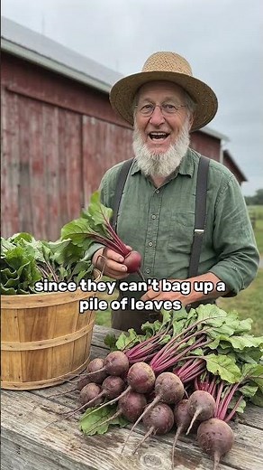 Why You Should Never Chop the Leaves Off Your Beets