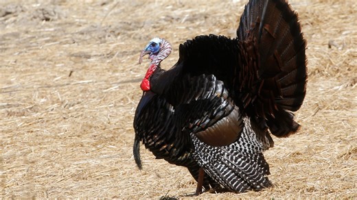 Iowa turkey hunting season breaks records with 16,059 turkeys harvested