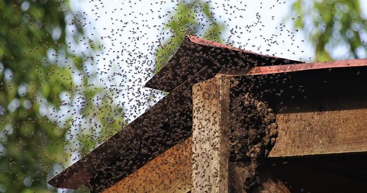 Voici la seule façon de se débarrasser d’un nid d’abeille dans votre jardin