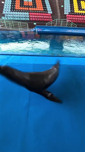 #seal #fyp #sealion #viral | sea lion