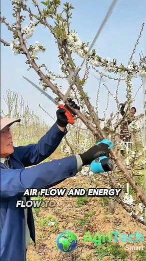 How Chinese Farmers Prune Cherry Trees for Bigger, Sweeter Harvests