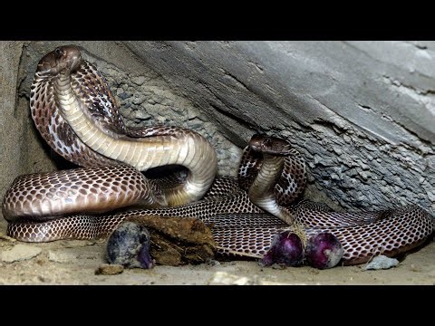 देखिए भयानक काला कोबरा सांप, इस घर में कैसे घात लगाए बैठा था..😱🐍 Dangerous Black Cobra Snake Rescue