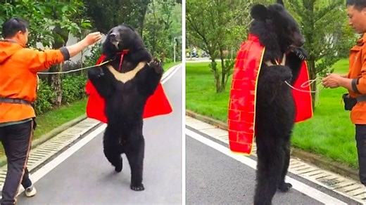 A moon bear walking upright convinces visitors it is a human in disguise