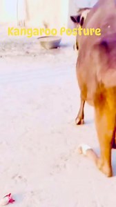 Kangaroo Posture in Cow ! Bilateral Gastrocnemius Muscle Rupture Symptoms?? | Dr. Shanker VetVirtual Classes