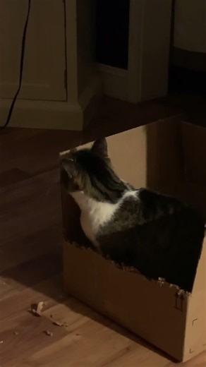 Funny Cats ❤ Free Paper Shredder for My Office :) 2026 #shorts, #animals,