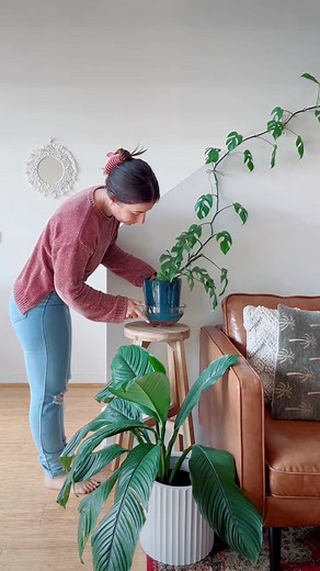 Prepping my plants for a trip! . . . . #plantcollection #plantcare #plantsplantsplants #plantmom #plantsmakepeoplehappy #melbourneplantclub #plantgang #plantgoals #plantlife #tetrasperma #bathroomgoals #fiddleleaffig | Passthatplant