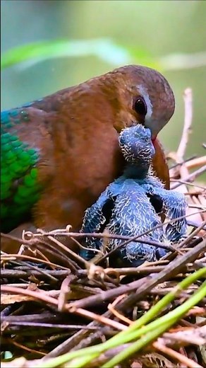 Mother Birds Feeding Their Chicks in Nest | Soothing Bird Sounds & Nature Relaxation