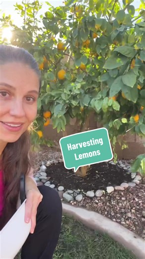 Harvesting Sweet Meyer Lemons for Friends