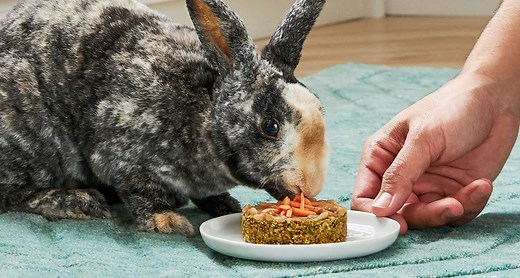 Homemade Rabbit Treats: Carrot Cake for Bunnies | Chewy