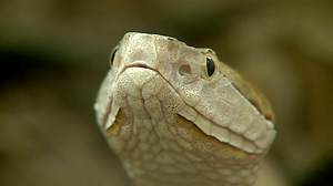 Beware - It's copperhead mating season in Arkansas
