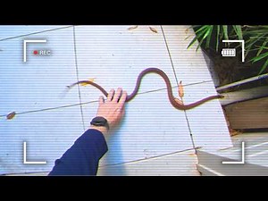 DANGEROUS Eastern Brown Snake Catch | This One Was SKETCHY!