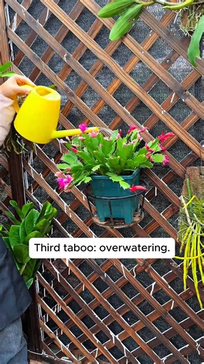 Five things to avoid when growing Cymbidium orchids #gardenlove #gardendesign #gardenersofinstagram #gardenersworld #garden_styles | Daily Garden Life