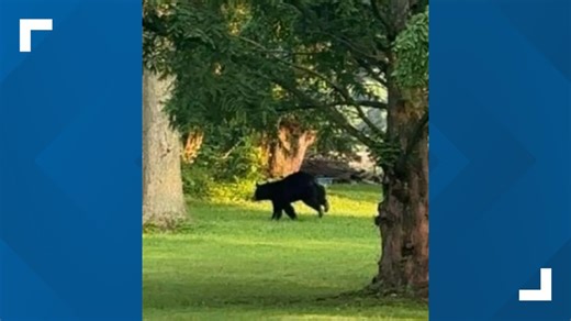 ODNR confirms first sighting of black bear in Licking County in more than 20 years