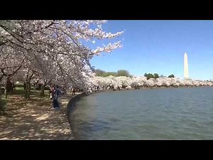 LIVE: Cherry blossoms reach peak bloom in Washington, D.C.